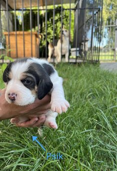 Bigl, Beagle, Bígl, Bígel šteniatka - 4