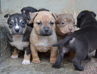 American bully pocket / sharpei - 4