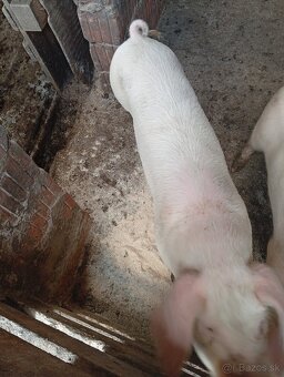 Na predaj odštavčata30kg - 4