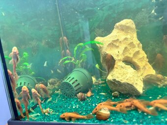 Predám red prisavniky - 4