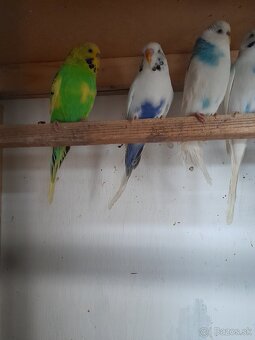 Predam korely a andulky - 4