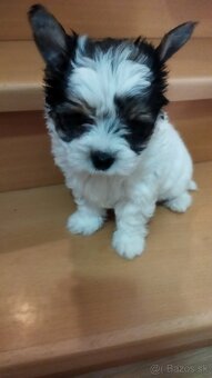 Yorkshirsky terier - 4