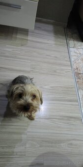 Predám Yorkshire Terrier Samička - 4