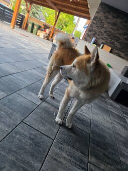 Darujem akita inú - 4