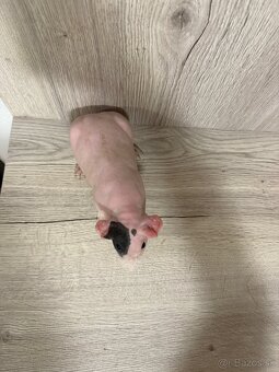 Skinny morča - 4