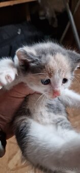 Darujem mačiatka - 4