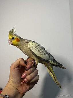 Ručne dokŕmená korela, krotká korela - 4