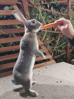 Predám kraliky Ss rex - 4