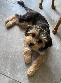 Maltipoo girl - 4
