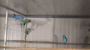 Alexander malý - opaline/HCH - 4