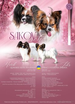 Papillon s PP - 4