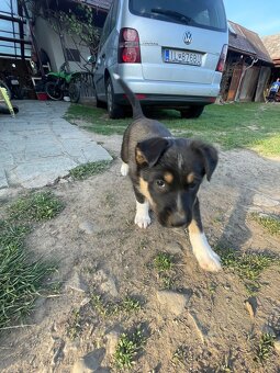 Šteniatka border kolia x nemecky ovčiak - 4