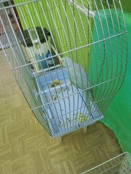 Predám Alexander Maly samička - 4