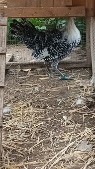 Brakelka strieborná - 4