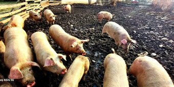 tohtoročné prasce - 4