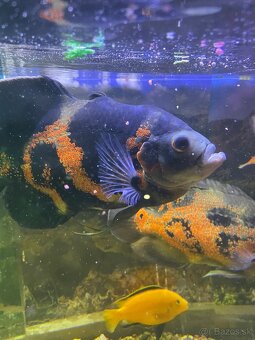 ocelatus cichlida pavia - 4