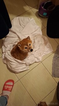 Predam shibu inu - 4