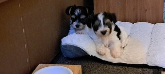 Yorkshire terier biewer mini - 4