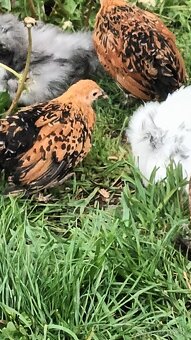 Liliputky sliepočky - 4