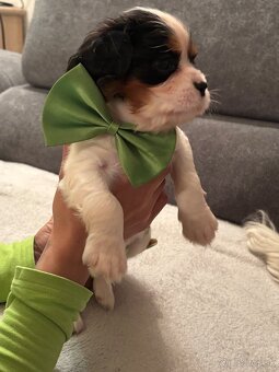 Cavalier King Charles Španiel - 4
