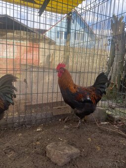 Predám kohúta Marans - 4