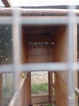 Papagáj spevavy - 4