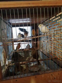 Predám kanárikov - 4