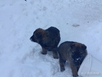 Nemecký ovčiak - 4