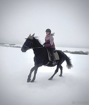 Kladrubsky vranik - 4