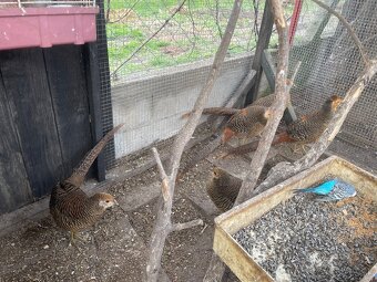 Predám vtáctvo - 4