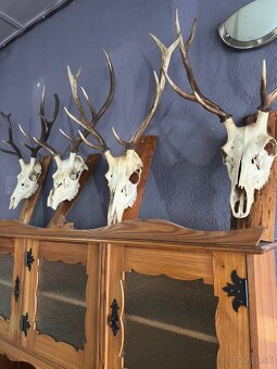 Jelenie parožie a trofeje - 4