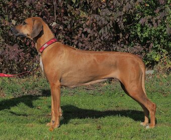 Rhodesian Ridgeback šteniatka s PP - 4