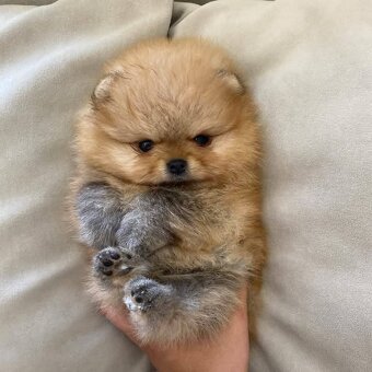 Pomeranian mini - 4