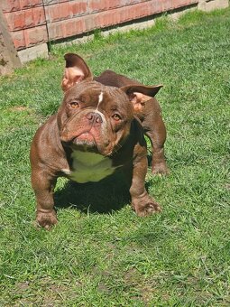 American bully nano psik aj fenka - 4