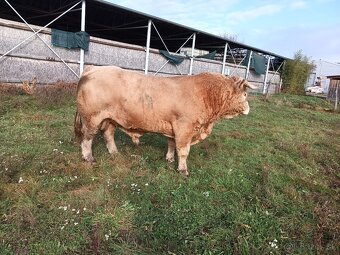 Predám býka - 4