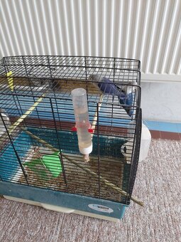 Agapornis fisher - 4