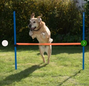 Agility prekážky - 4
