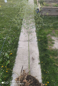 Planty bambus odkopy zakorenené stalozelený mrazuvzdorný - 4