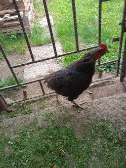 Araucana - 4