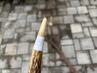 Parožie, parohy, zhody, trofej - 4