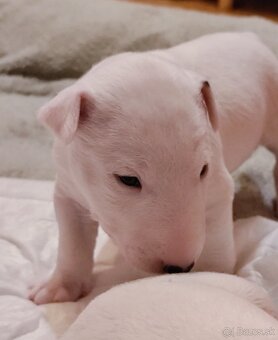 Miniatúrny bulteriér,  minibulterier , minibull - šteniatka - 4