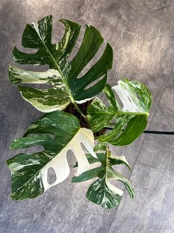 Monstera ALBO VARIEGATA - 4