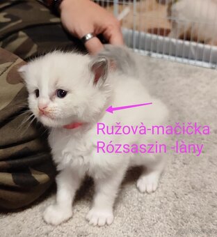 Ragdoll mačiatká bez pp - 4