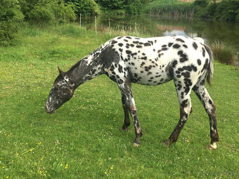 Appaloosa - ročná kobyla čierny leopard - 4