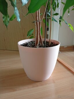 Predám kvet FICUS - 4