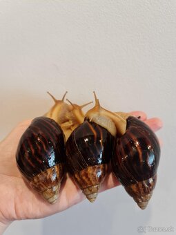 Africké slimáčiky - 4