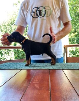 Doberman s PP - 4