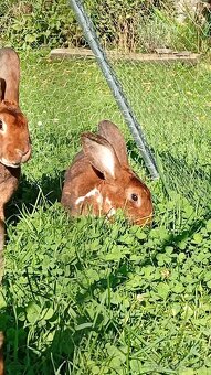 Kastorex, Dalmatínsky rex - 4