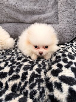 Špic, nemecký špic, pomeranian, oranžový špic - 4