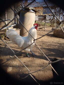 Biela australorpka - 4